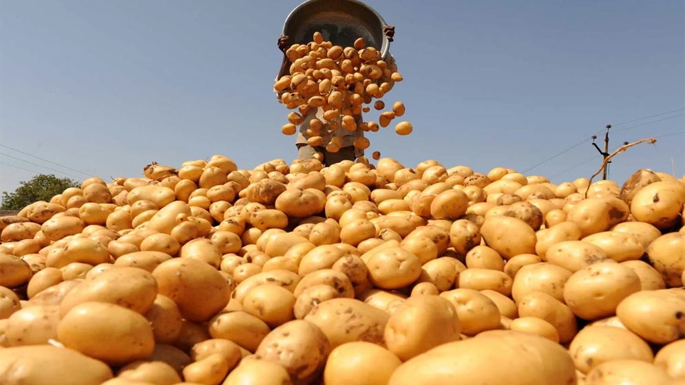 হিলিতে রেকর্ড পরিমাণ আলু আমদানি, কমেছে দাম 