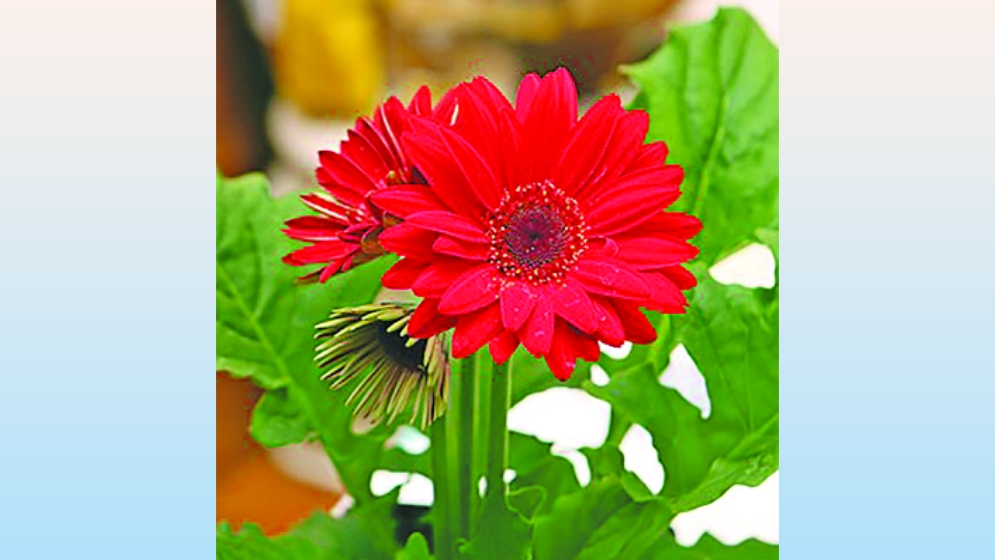 জারবেরা 