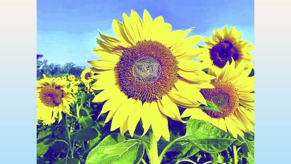 সূর্যমুখী