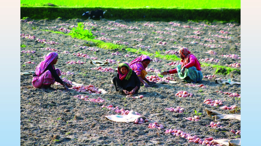 লালমনিরহাটে আগাম আলুর দর পতনে হতাশ কৃষক