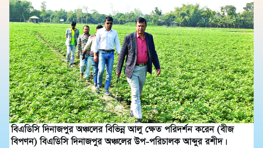 দিনাজপুরে আলুর বাম্পার ফলন