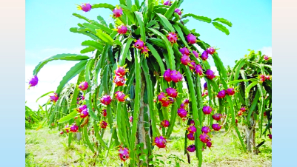 লাভজনক ফল ‘ড্রাগন’ 