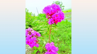 গোলাপি ফুরুস