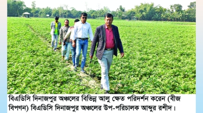 দিনাজপুরে আলুর বাম্পার ফলন