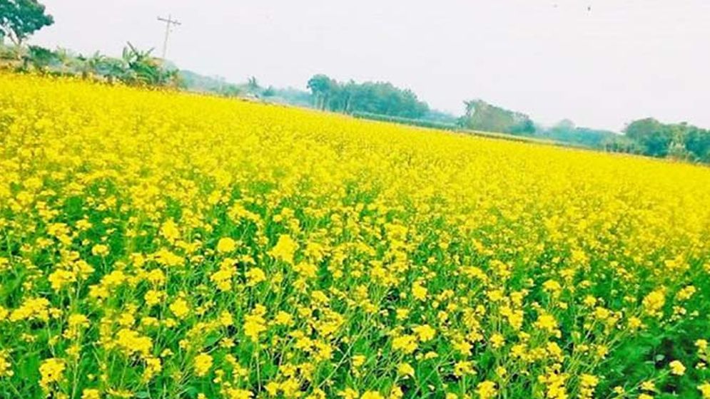 সরিষা ফুলের উপকারিতা সম্পর্কে জানুন?