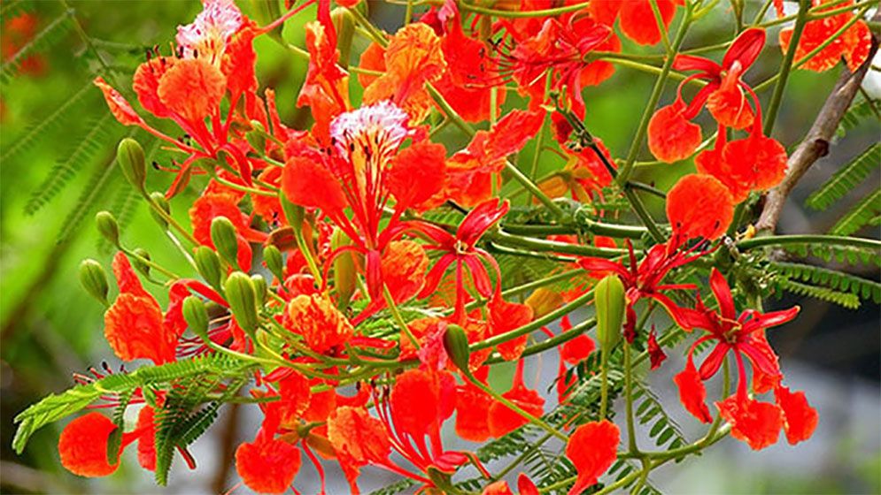 প্রবাসের কবিতা: হৃদয়ে বসন্ত