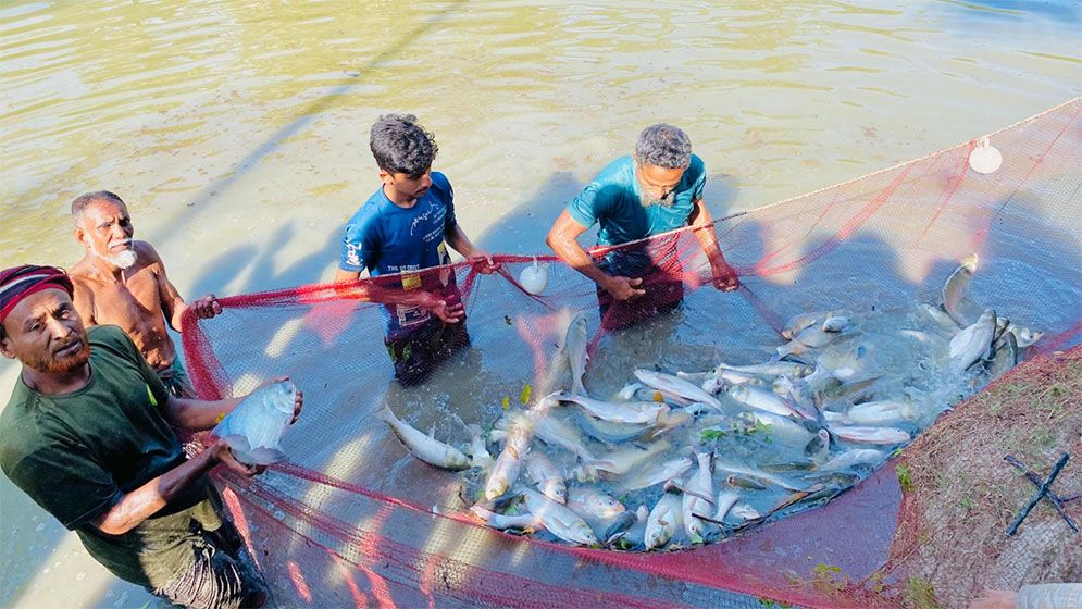 জলবায়ু সহনশীল মাছচাষে নতুন সম্ভাবনা