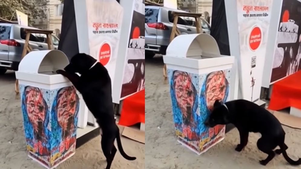 শেখ হাসিনার ছবি সম্বলিত ডাস্টবিনে কুকুর আরোহণ, যা জানা গেলো