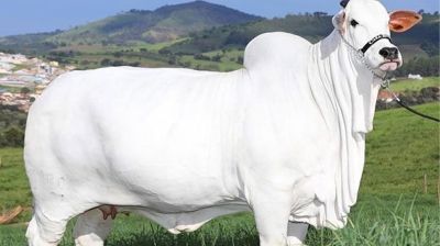 গিনেস বুকে ৪ মিলিয়ন ডলারের গরু!