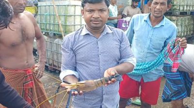 এক চিংড়ির ওজন আধা কেজি, দাম কত?