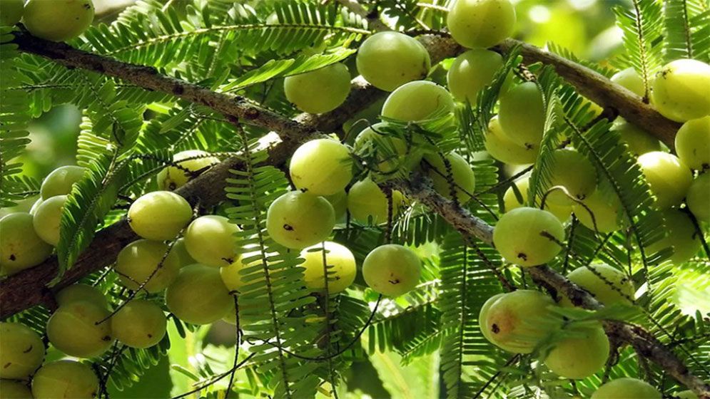 পাকা চুল ঢাকতে ব্যবহার করুন আমলকী