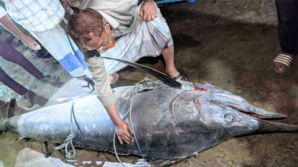 ২০০ কেজির ‘পাখি মাছ’ জালে ধরা পড়ল টেকনাফে