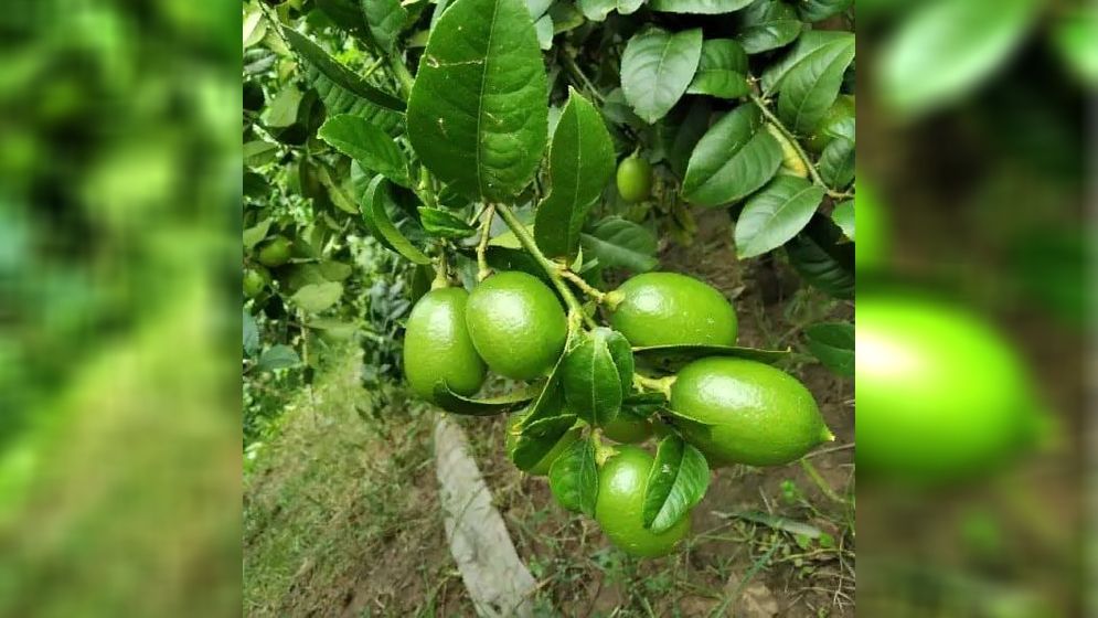 তৃষ্ণার্ত পেটে সিন্ডিকেটের ছোবল: লেবু এখন বিলাসী পন্য!