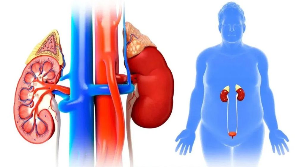 ফ্যাটি কিডনি কতটা ভয়াবহ?