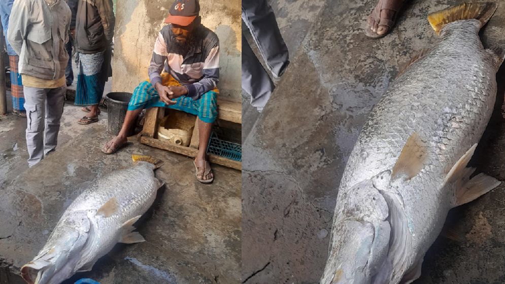 সমুদ্রে ভেসে আসা মাছে ভাগ্য খুলল জেলের