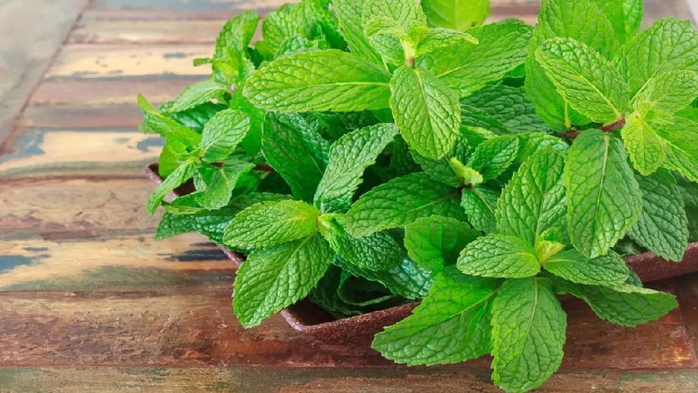 প্রকৃতির এক জাদুকরী ভেষজ পুদিনা পাতা