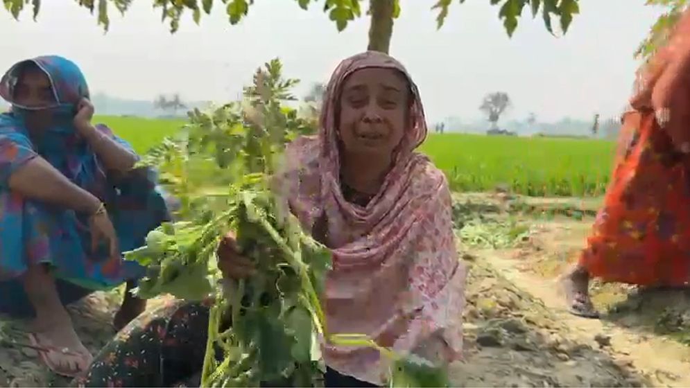 ঝিকরগাছায় রাতের আঁধারে শসাখেত কাটলো দুর্বৃত্তরা