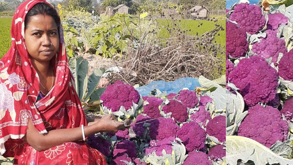 ডুমুরিয়ায় রঙিন ফুলকপির বাম্পার ফলনে কৃষকের মুখে হাসি