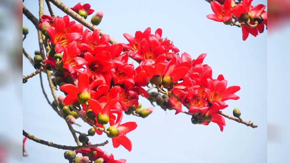 আগুনরাঙা শিমুল বাগান