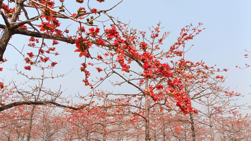 আগুনরাঙা শিমুল বাগান
