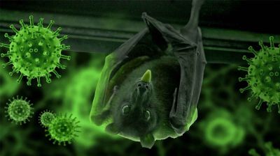 বাংলাদেশে নিপাহ ভাইরাসে মৃত্যু, সতর্কতা জারি