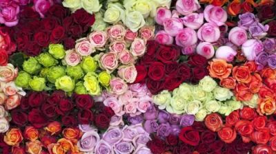 রোজ ডে আজ, কোন রঙের গোলাপে ভালোবাসা জানাবেন প্রিয়জনকে
