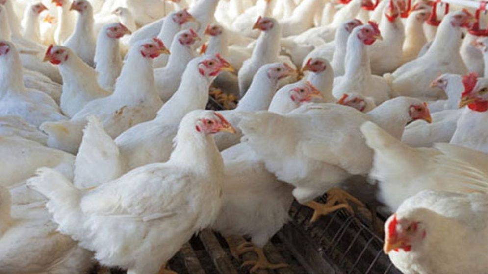 রাজধানীতে ব্রয়লার মুরগির দাম বৃদ্ধি