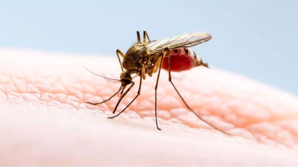 কয়েল ছাড়াই ঘরকে মশা-মুক্ত রাখার কার্যকরী উপায় 