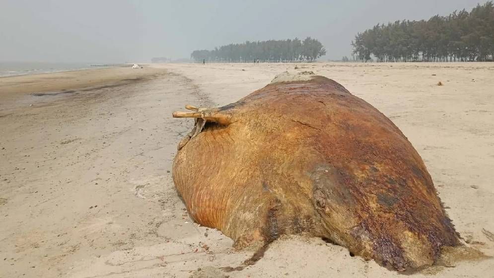 কুতুবদিয়ার সৈকতে ৮ দিন ধরে পড়ে আছে ২ টনের মৃত তিমি