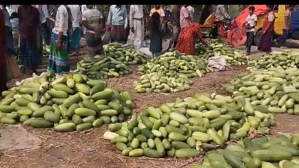 সদরপুরে বাঙ্গীর বাম্পার ফলনে খুশি চাষিরা