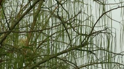 ডুমুরিয়ায় ঔষধি গুণসমৃদ্ধ সজিনার বাম্পার ফলন