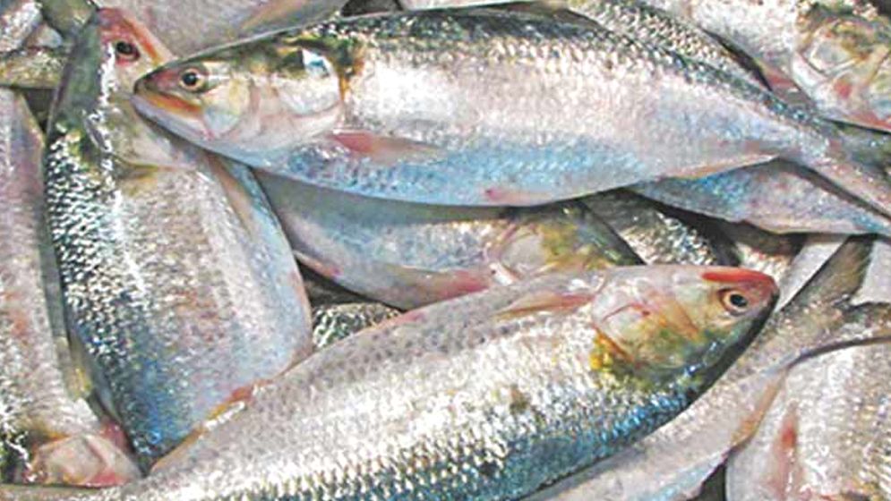 ‘ভারতে ইলিশ পাঠানো নিয়ে চূড়ান্ত সিদ্ধান্ত প্রধানমন্ত্রী নেবেন’  