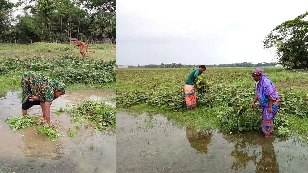 বাম্পার ফলনের আশা ভেস্তে দুশ্চিন্তায় কৃষক