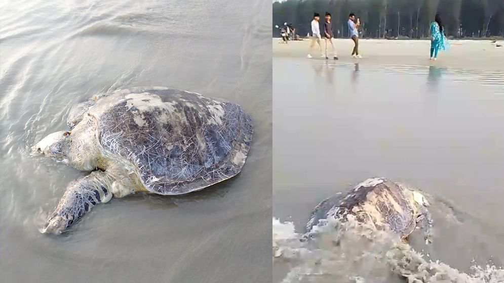 কুয়াকাটা সৈকতে ভেসে এলো মৃত অলিভ রিডলি মা কচ্ছপ