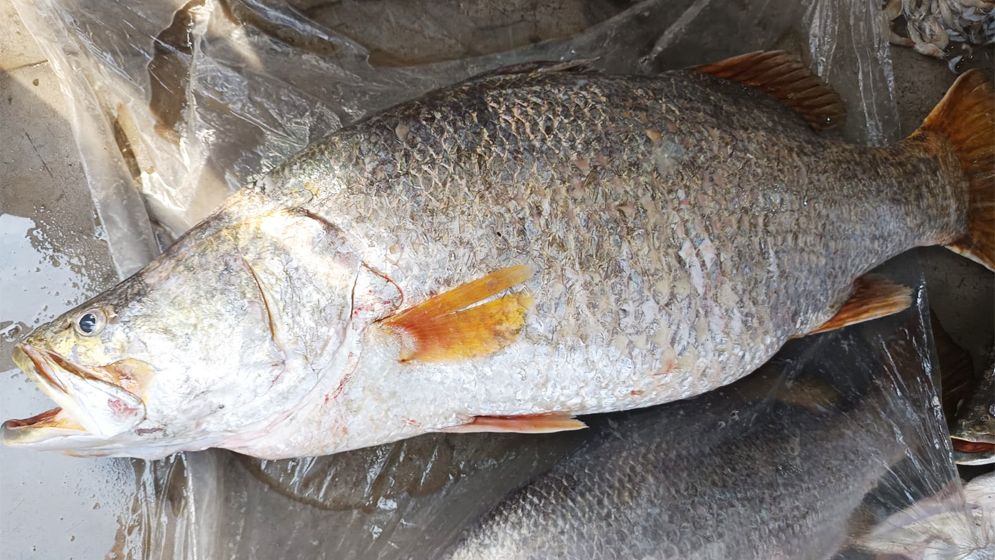 কুয়াকাটায় জালে ধরা পড়ল ২৩ কেজি ওজনের কোরাল, বিক্রি ৩০ হাজারে