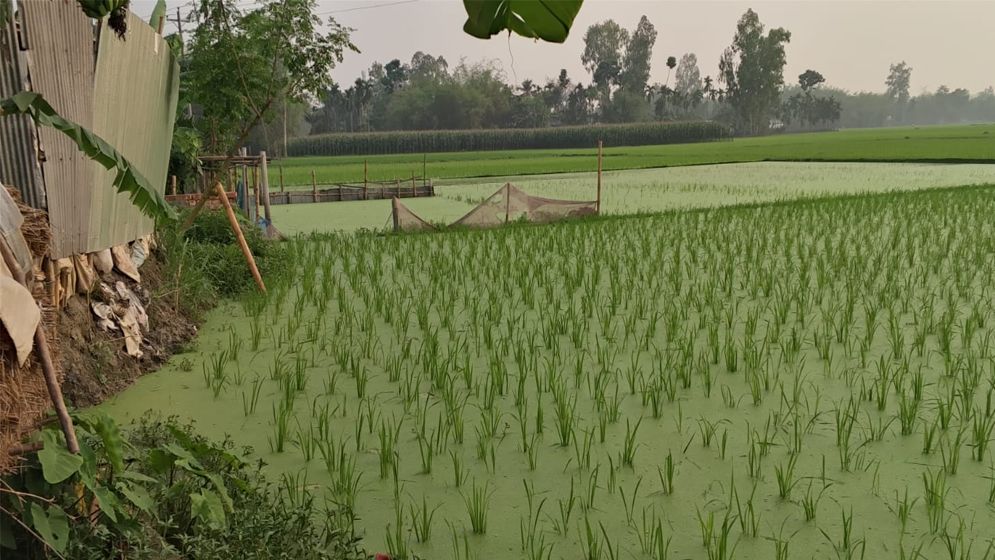 গঙ্গাচড়ায় ডুবে যাচ্ছে শত একর বোরো ধান, ৩ কোটি টাকার ক্ষতির আশঙ্কা