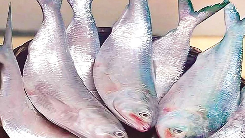 ইলিশের মণ ৩ লাখ টাকা ছাড়ালো  