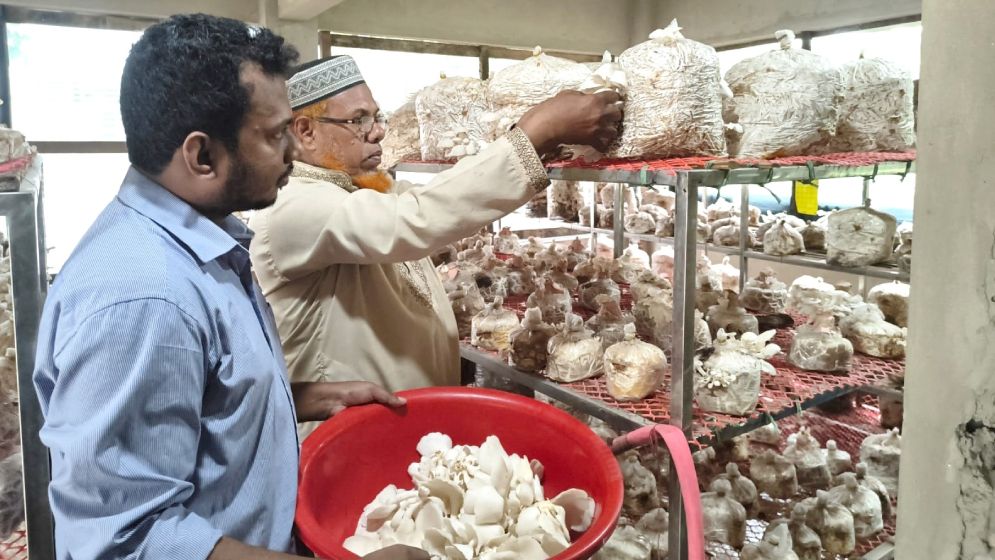 ফলন ভালো ক্রেতা নেই, হতাশায় মাশরুম চাষীরা