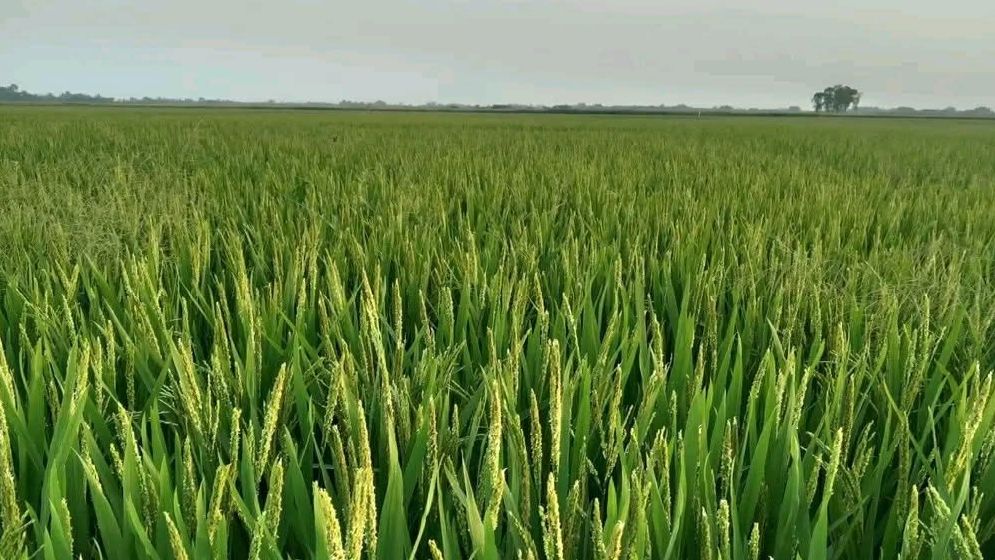 মাঠে দোল খাচ্ছে কৃষকের স্বপ্ন, ১৯ হাজার হেক্টরে বোরো চাষ