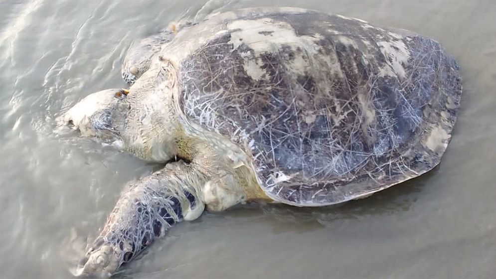 কুয়াকাটা সৈকতে ফের ভেসে এলো মৃত অলিভ রিডলি কচ্ছপ