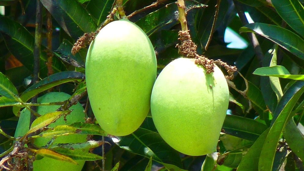 কাঁচা আমের উপকারিতা