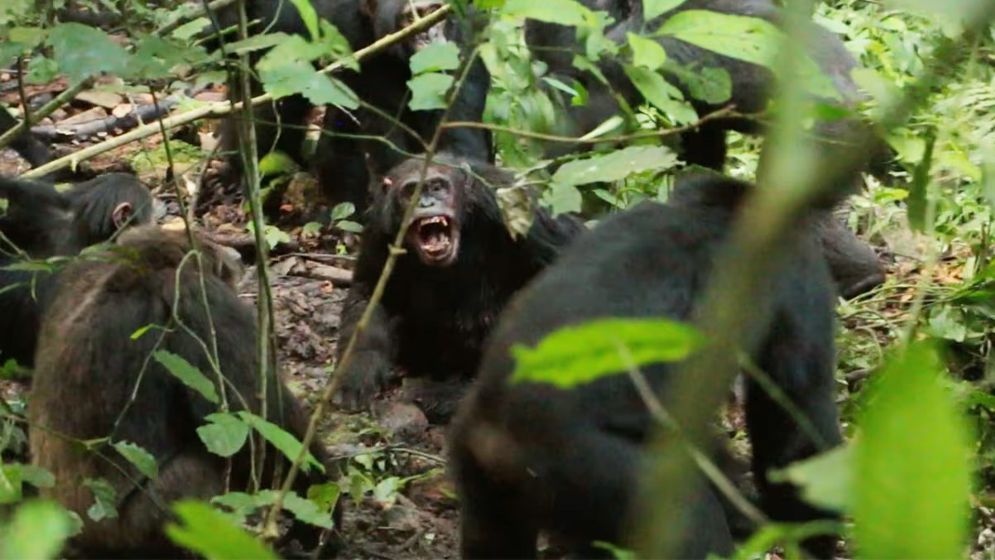 'গৃহযুদ্ধে' লিপ্ত উগান্ডার শিম্পাঞ্জিরা