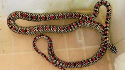 হাসপাতালের কোয়ার্টার থেকে ‘কালনাগিনী’ উদ্ধার  