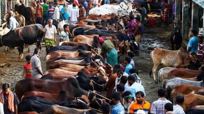 রাজধানীতে এবার ২৬টি কোরবানির পশুর হাট বসবে