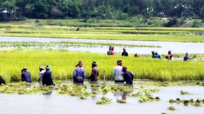 উজানের স্রোতে ডুবে গেল কৃষকের সোনালি স্বপ্ন