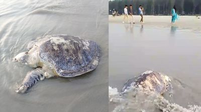 কুয়াকাটা সৈকতে ভেসে এলো মৃত অলিভ রিডলি মা কচ্ছপ
