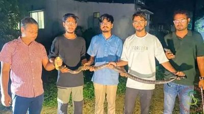 চবিতে ৮ ফুট লম্বা ‘কিং কোবরা’ উদ্ধার  