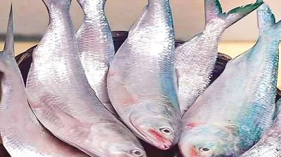 ইলিশের মণ ৩ লাখ টাকা ছাড়ালো  