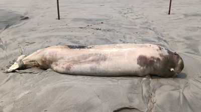 কুয়াকাটা সৈকতে ভেসে এলো মৃত ইরাবতী ডলফিন