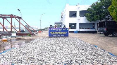 সোনারগাঁওয়ে অবৈধ জাটকা ও রেণু জব্দ